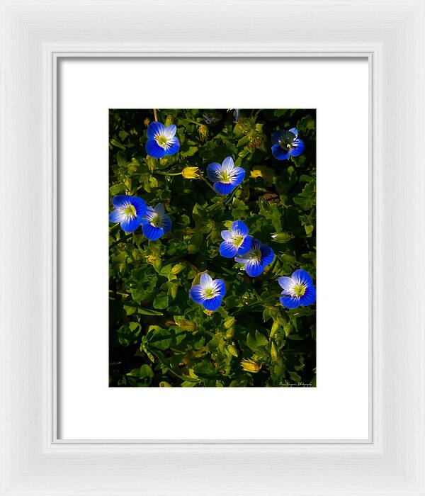 Booming blue - Framed Print