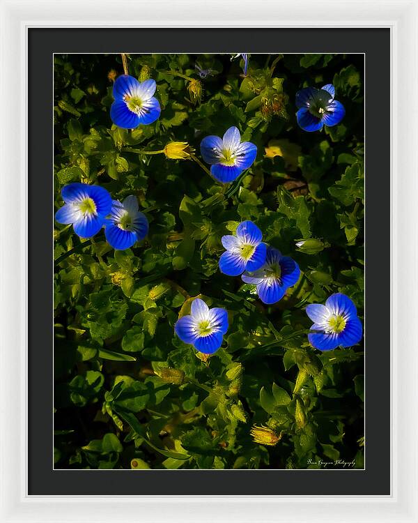 Booming blue - Framed Print