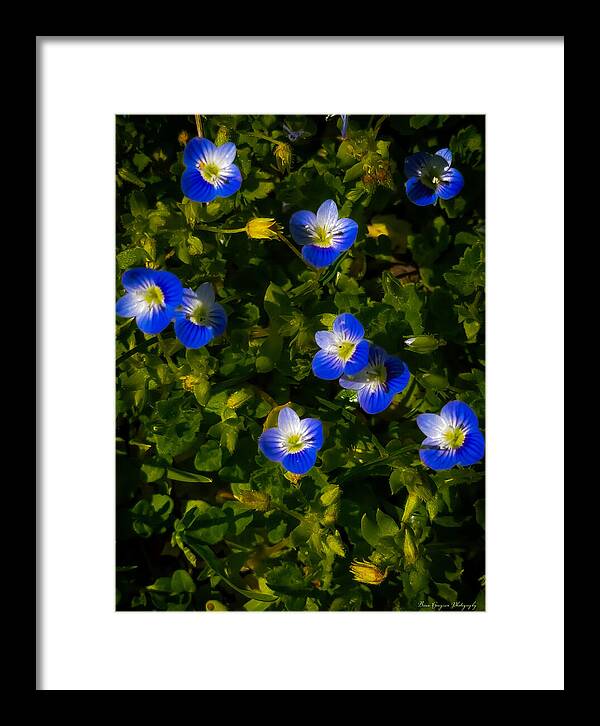 Booming blue - Framed Print