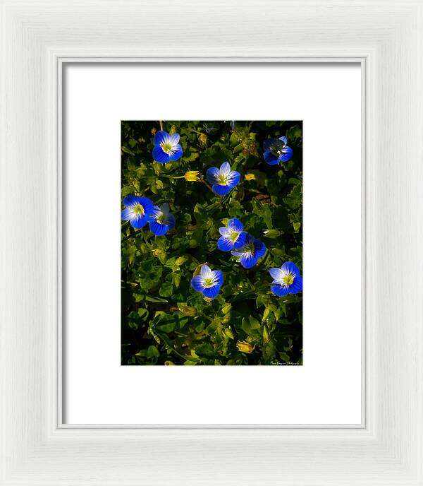 Booming blue - Framed Print