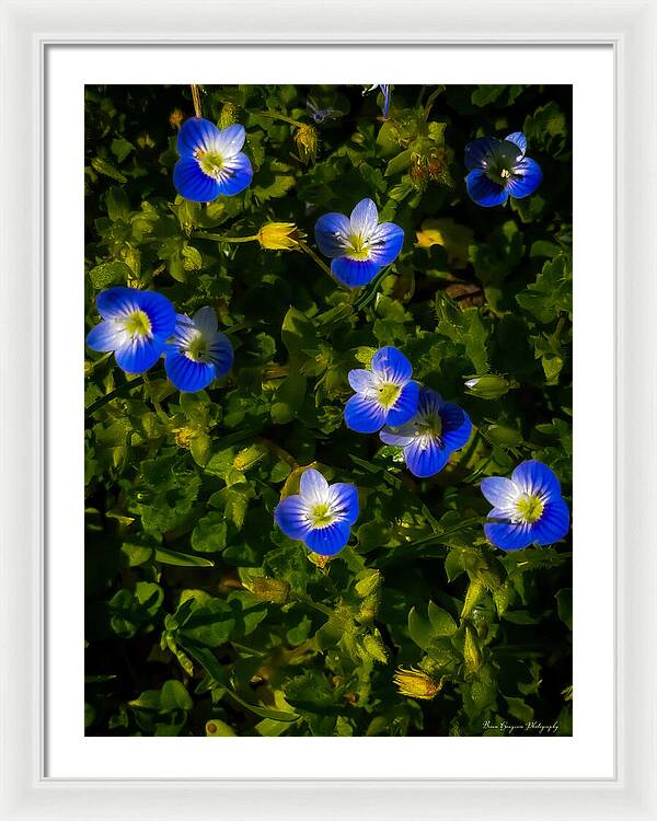 Booming blue - Framed Print