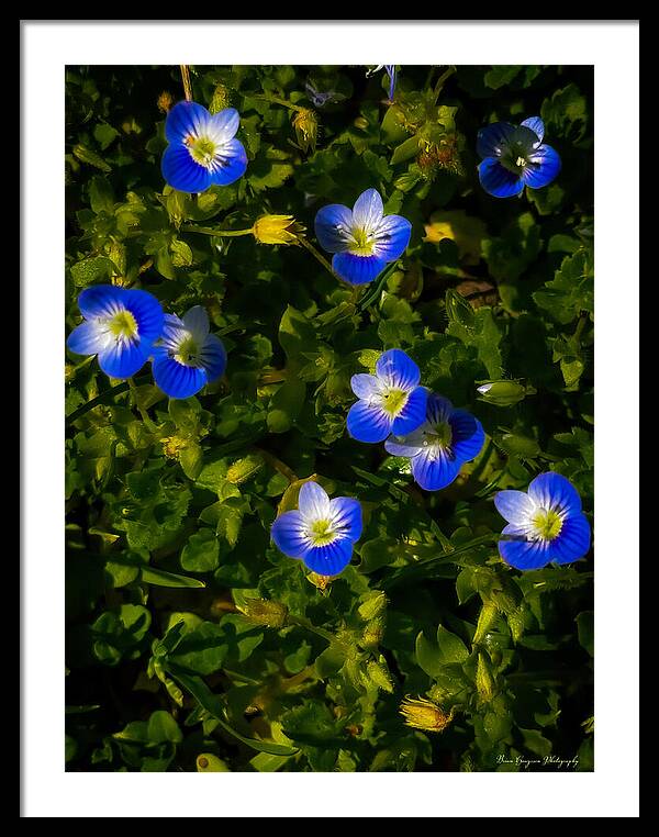 Booming blue - Framed Print