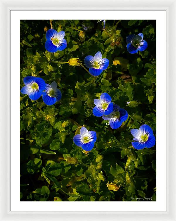 Booming blue - Framed Print