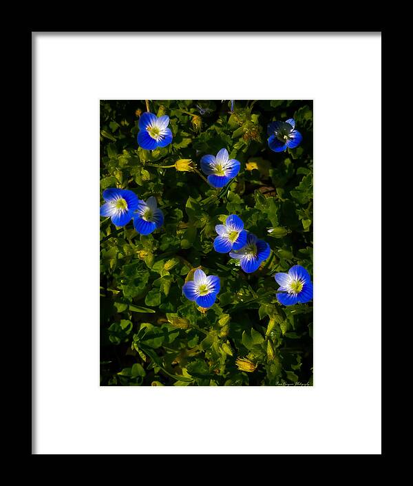 Booming blue - Framed Print