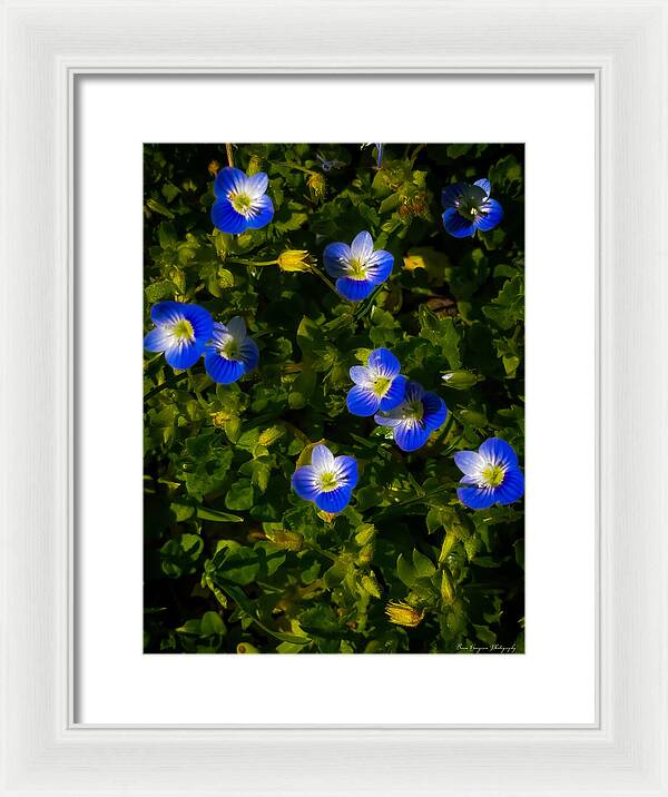 Booming blue - Framed Print