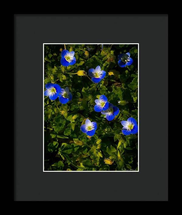 Booming blue - Framed Print