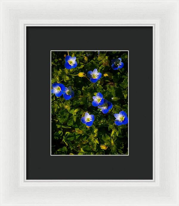 Booming blue - Framed Print