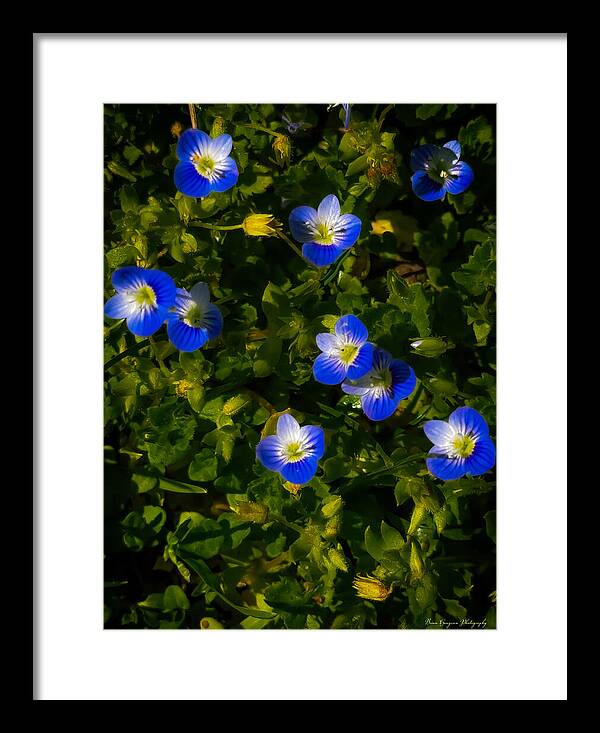 Booming blue - Framed Print
