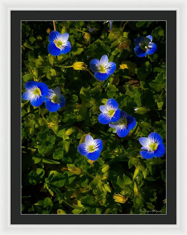 Booming blue - Framed Print