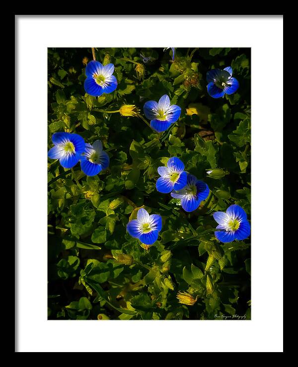 Booming blue - Framed Print