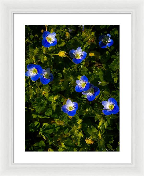 Booming blue - Framed Print