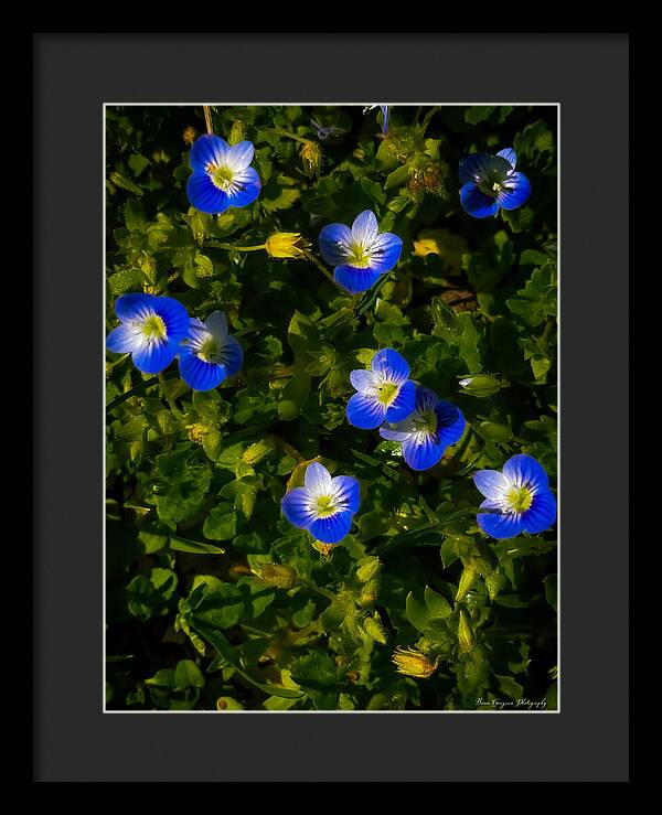 Booming blue - Framed Print