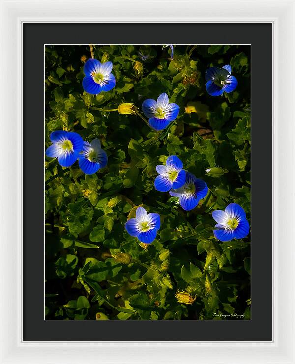 Booming blue - Framed Print