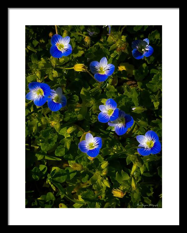 Booming blue - Framed Print