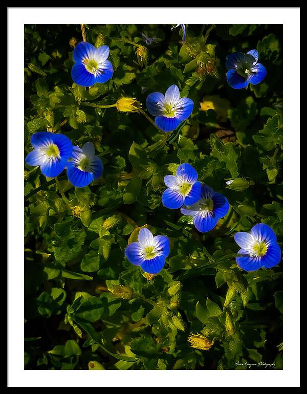 Booming blue - Framed Print