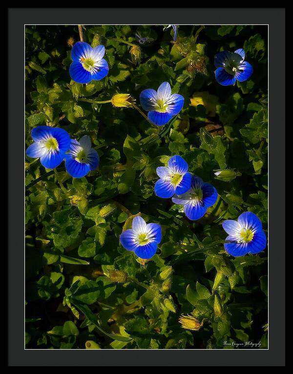 Booming blue - Framed Print