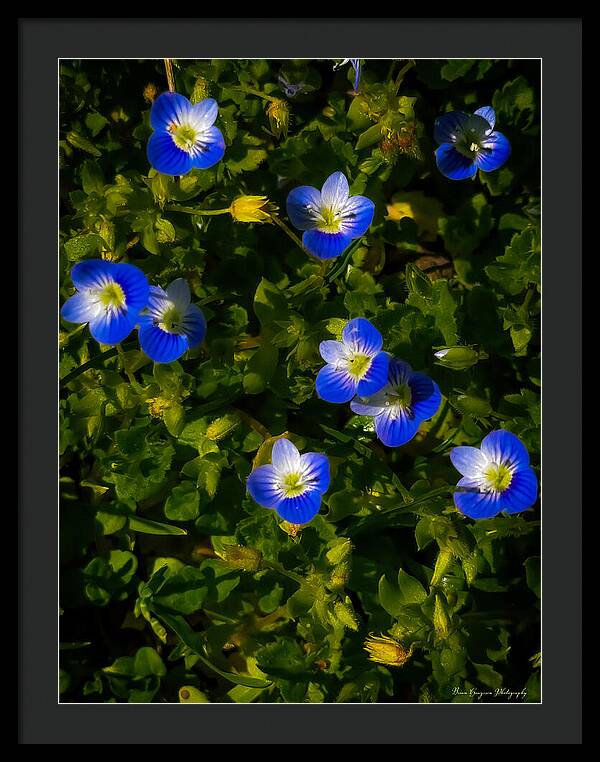 Booming blue - Framed Print