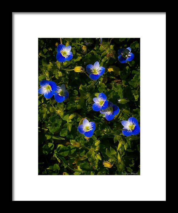 Booming blue - Framed Print