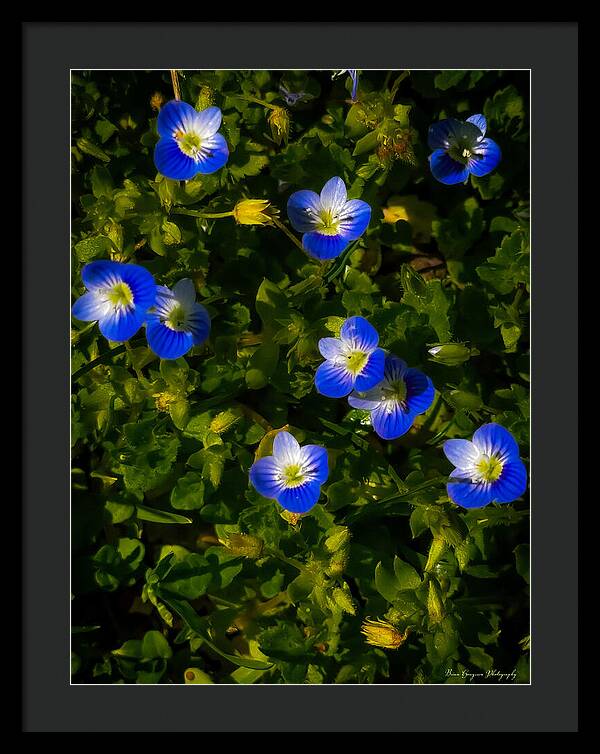 Booming blue - Framed Print