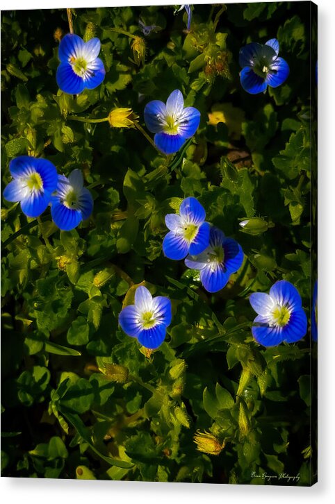 Booming blue - Acrylic Print