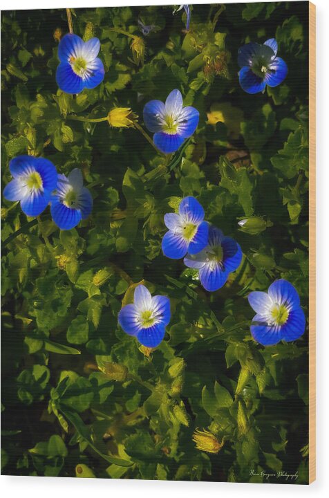Booming blue - Wood Print