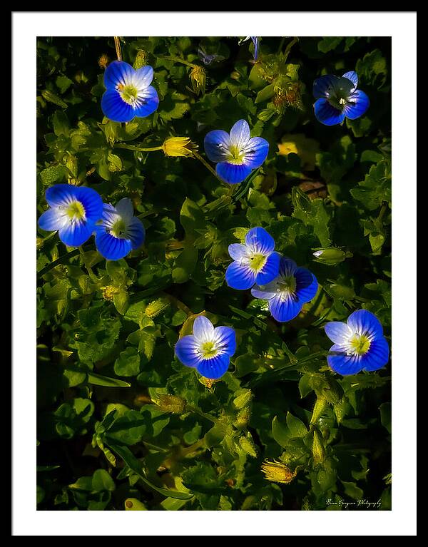 Booming blue - Framed Print