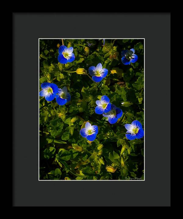 Booming blue - Framed Print