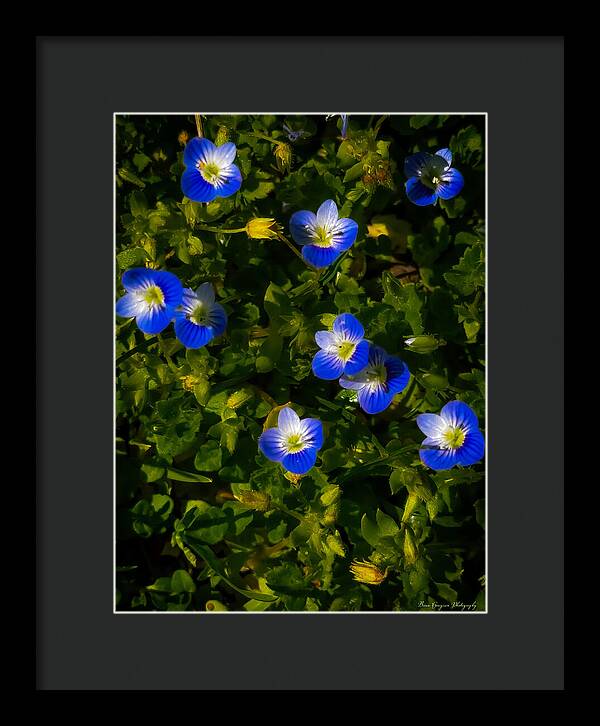 Booming blue - Framed Print