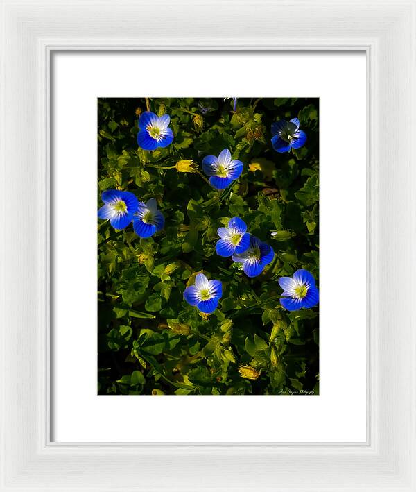 Booming blue - Framed Print