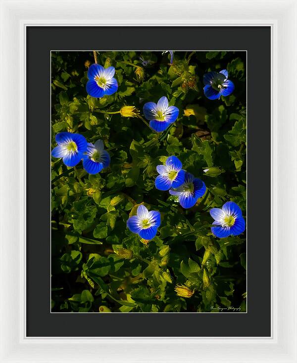Booming blue - Framed Print
