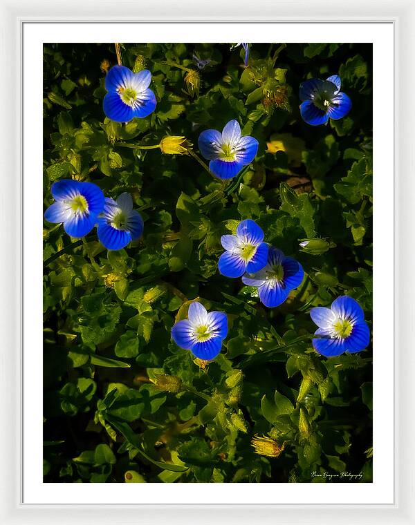 Booming blue - Framed Print