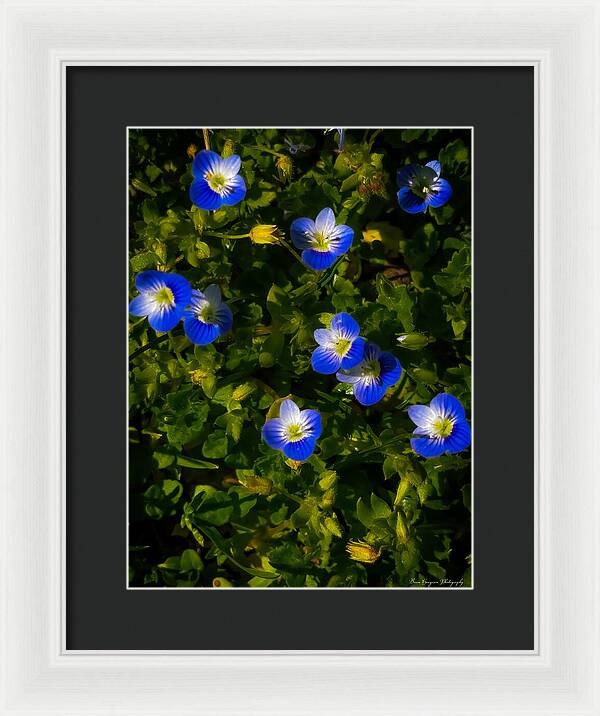 Booming blue - Framed Print