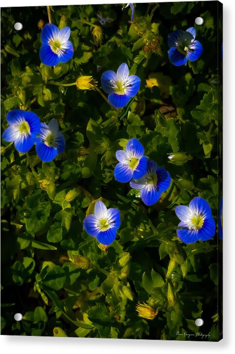 Booming blue - Acrylic Print
