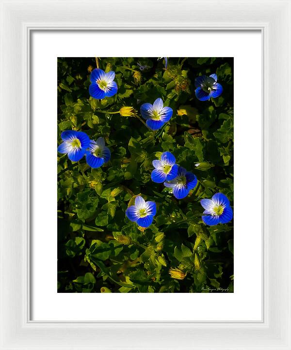 Booming blue - Framed Print