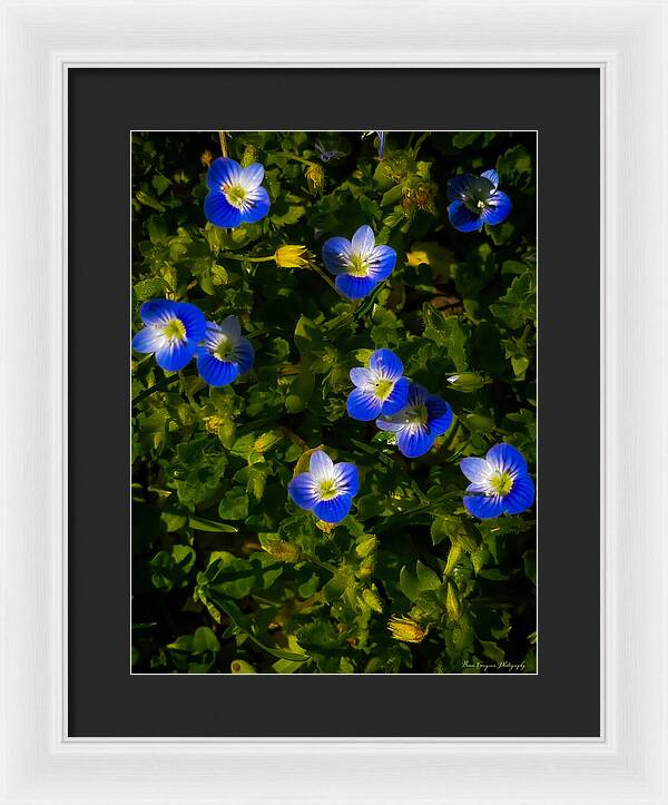Booming blue - Framed Print