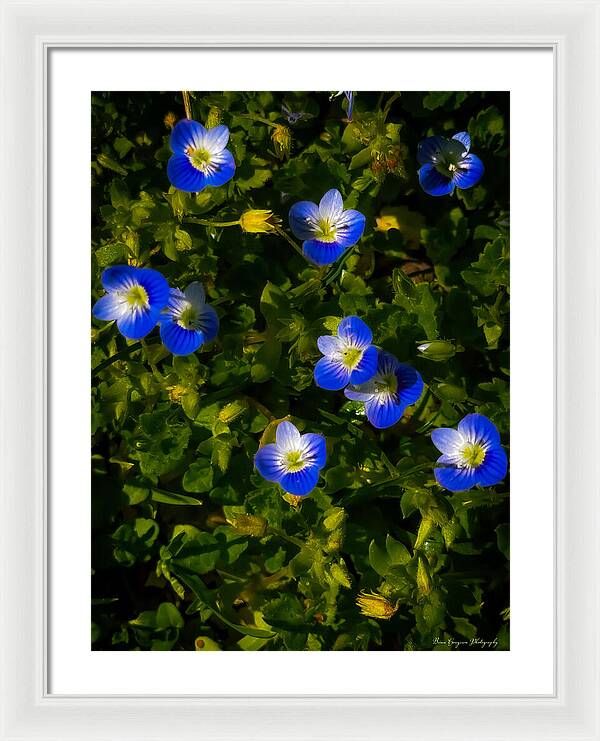 Booming blue - Framed Print
