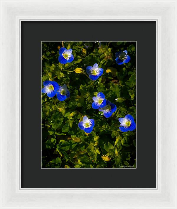 Booming blue - Framed Print