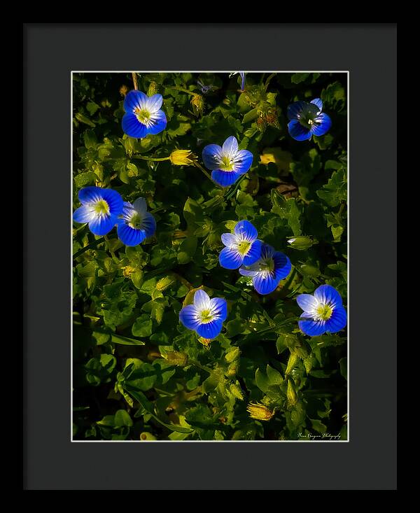 Booming blue - Framed Print