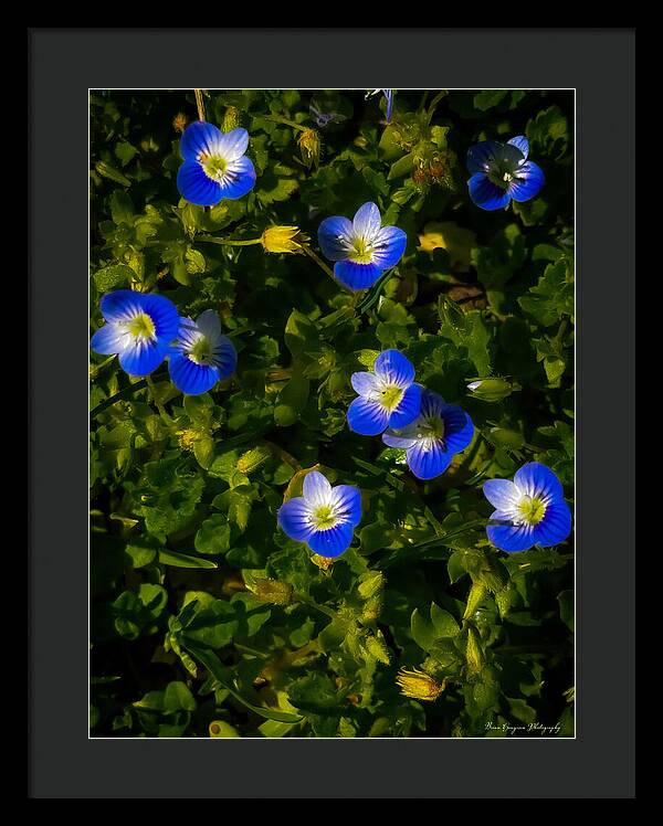 Booming blue - Framed Print