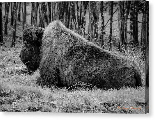 Buffalo black and white - Canvas Print