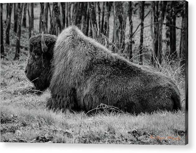 Buffalo black and white - Acrylic Print