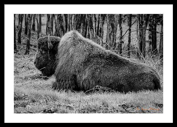 Buffalo black and white - Framed Print