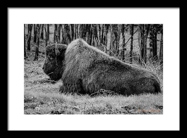 Buffalo black and white - Framed Print