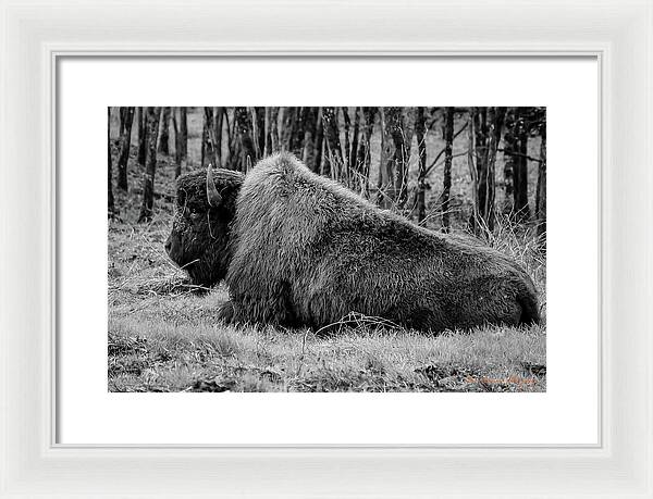 Buffalo black and white - Framed Print