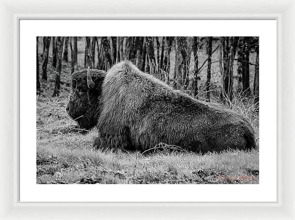 Buffalo black and white - Framed Print