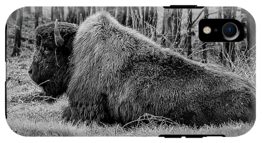 Buffalo black and white - Phone Case