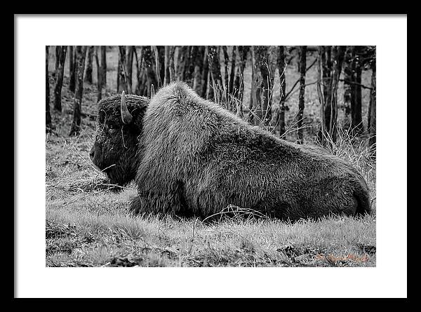 Buffalo black and white - Framed Print