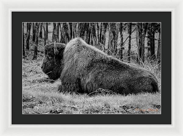 Buffalo black and white - Framed Print