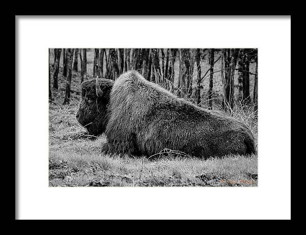Buffalo black and white - Framed Print