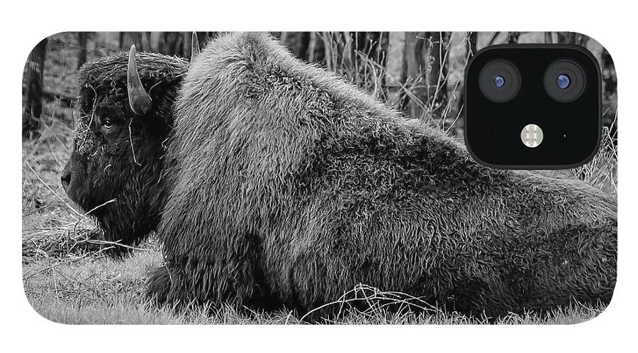 Buffalo black and white - Phone Case